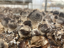 Load image into Gallery viewer, Shiitake Mushroom Grow Kit