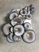 Load image into Gallery viewer, Blue Oyster Mushroom Grow Kit