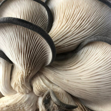 Load image into Gallery viewer, Blue Oyster Mushroom Grow Kit