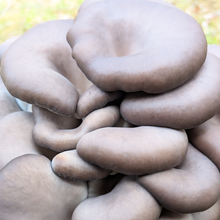 Load image into Gallery viewer, Blue Oyster mushroom cluster close up, dark caps