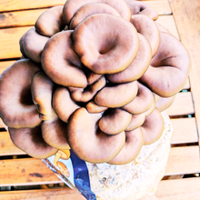 Load image into Gallery viewer, Blue Oyster mushroom grow block overhead view, full harvest cluster
