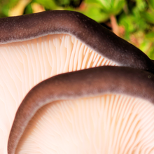 Load image into Gallery viewer, Blue Oyster mushroom gills close up detail shot