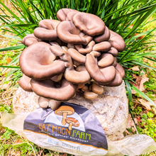 Load image into Gallery viewer, Blue Oyster mushroom grow block with Fat Moon Farm label, full flush harvest