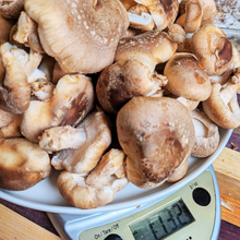 Load image into Gallery viewer, Fresh shiitake mushroom harvest on kitchen scale, 1 pound 13 oz