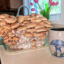 Load image into Gallery viewer, Shiitake mushroom grow block on kitchen counter with mushroom mug