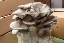 Load image into Gallery viewer, Oyster Grow Kit