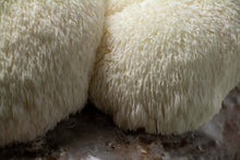 Load image into Gallery viewer, Lion's Mane Grow Kit