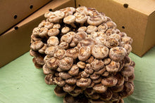 Load image into Gallery viewer, Shiitake Grow Kit