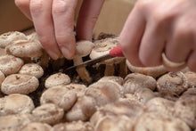 Load image into Gallery viewer, Shiitake Grow Kit