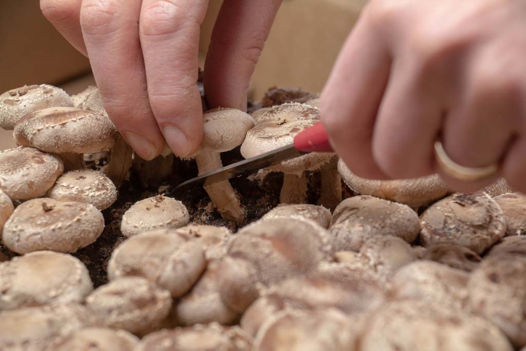 Eclectic Chef Grow Kit: Shiitake, Pioppini, King Oyster