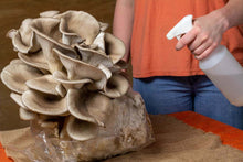 Load image into Gallery viewer, Oyster Grow Kit