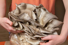 Load image into Gallery viewer, Oyster Grow Kit