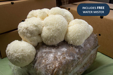 Load image into Gallery viewer, Lion's Mane Grow Kit