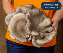 Load image into Gallery viewer, Oyster Grow Kit