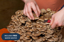 Load image into Gallery viewer, Shiitake Grow Kit