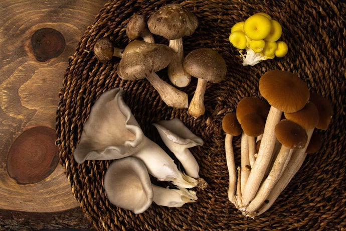 Mushroom Bourguignon