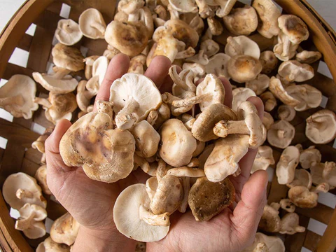 Mushroom Crostini