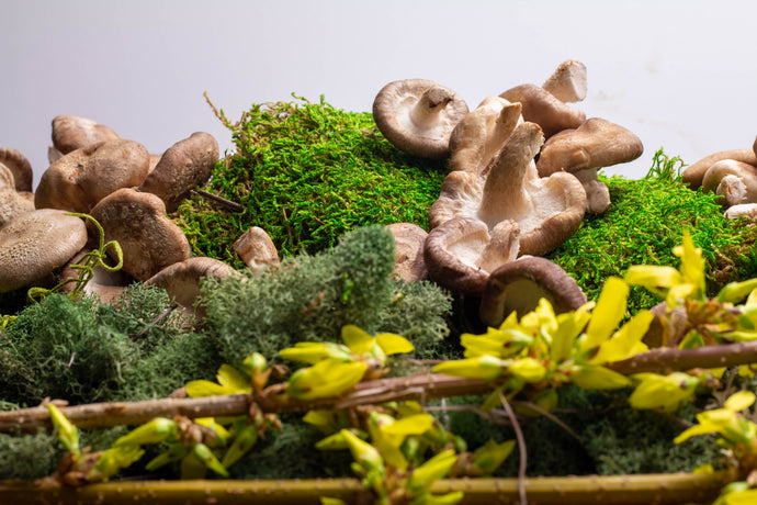 5 Beautiful Benefits of Mushrooms That Can Improve Overall Health Today