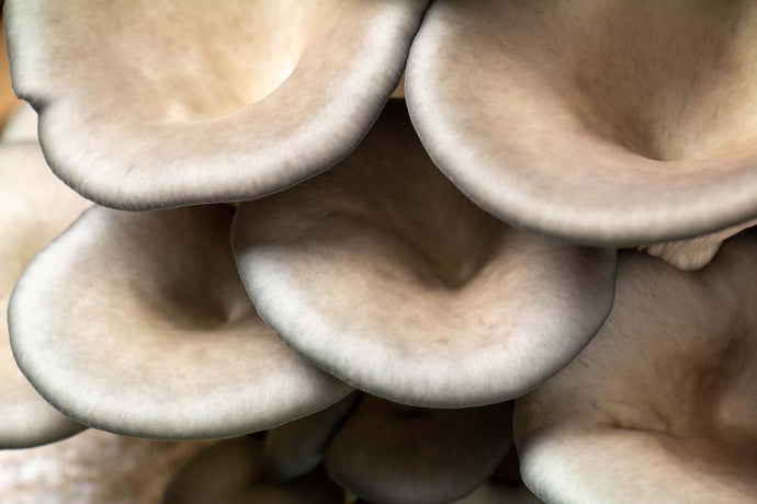 What are the Health Benefits of Oyster Mushrooms?