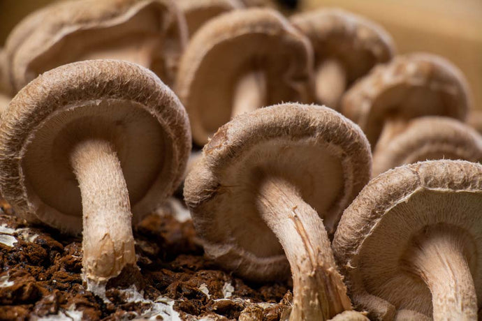 How to Harvest Shiitake Mushrooms