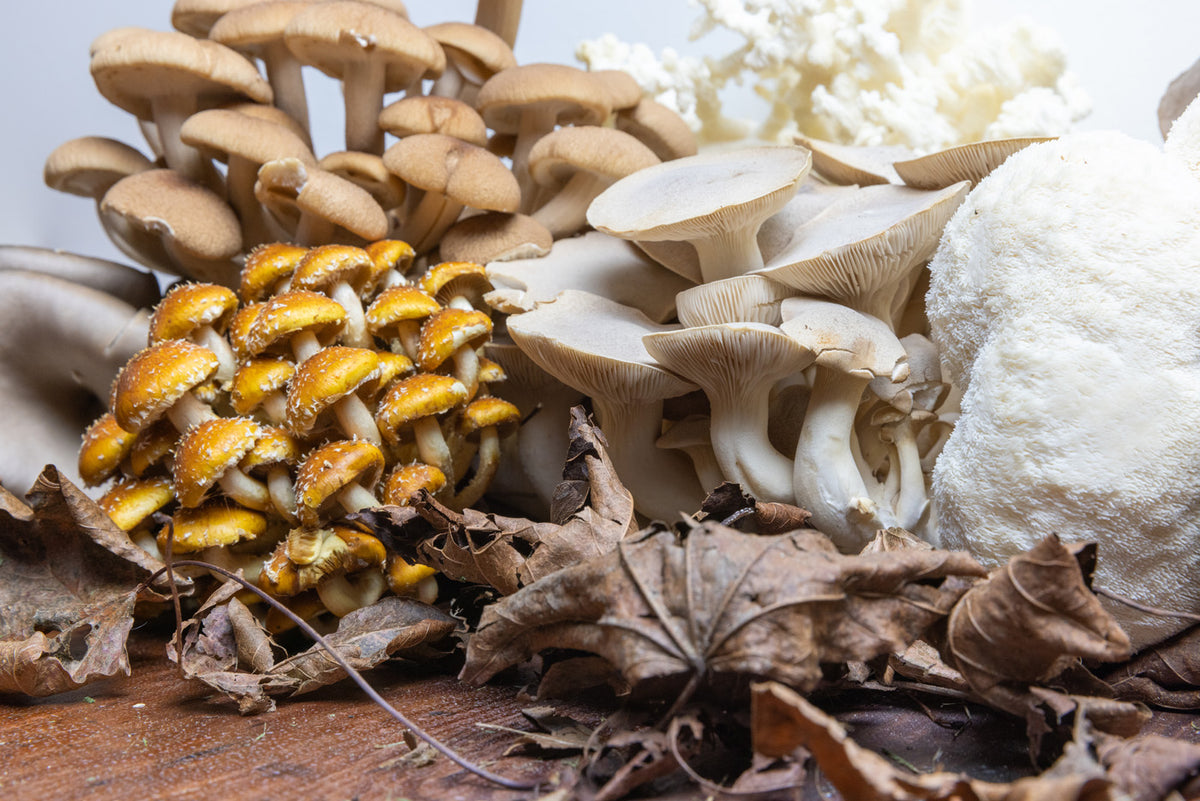 Pre-order Mushrooms for Thanksgiving – Fat Moon Mushrooms