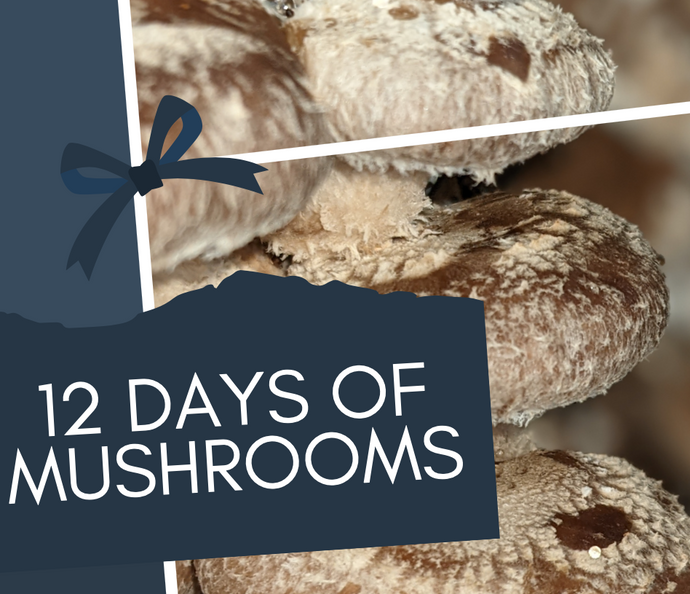 12 Days of Mushrooms! 🍄