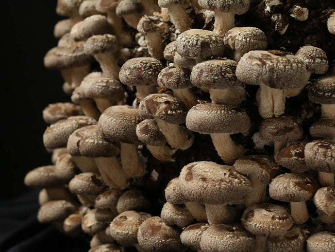 What is a Mushroom Grow Block?