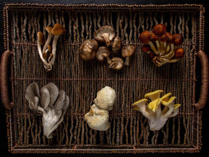 Best Mushrooms to Grow at Home