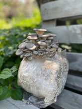 Load image into Gallery viewer, Blue Oyster Mushroom Grow Kit
