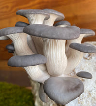 Load image into Gallery viewer, Blue Oyster Mushroom Grow Kit

