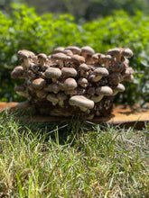 Load image into Gallery viewer, Shiitake Mushroom Grow Kit
