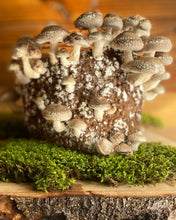 Load image into Gallery viewer, Shiitake Mushroom Grow Kit
