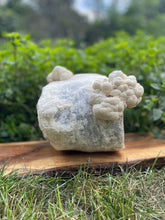 Load image into Gallery viewer, Organic Lion's Mane Mushroom Grow Kit
