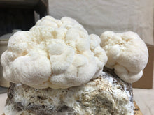 Load image into Gallery viewer, Organic Lion's Mane Mushroom Grow Kit
