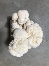 Load image into Gallery viewer, Organic Lion's Mane Mushroom Grow Kit
