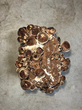 Load image into Gallery viewer, Shiitake Mushroom Grow Kit
