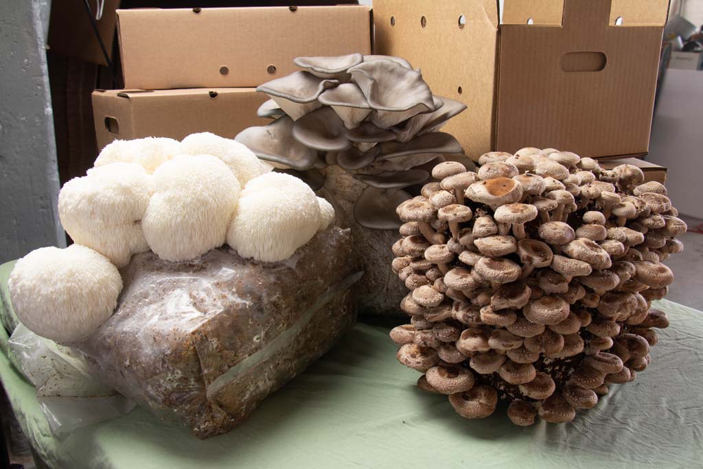 POP-UP @Appleton Farm on Friday August 22, 12-5pm