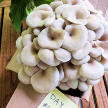 Load image into Gallery viewer, Blue Oyster mushrooms Day 13 growth, dense cluster on wooden deck
