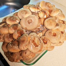 Load image into Gallery viewer, Shiitake mushroom grow block overhead view on kitchen counter
