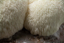 Load image into Gallery viewer, Lion&#39;s Mane Grow Kit
