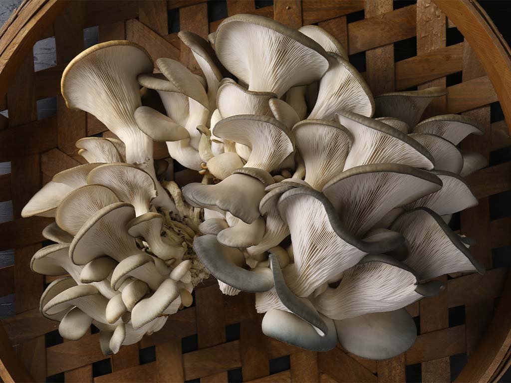 Fresh Oysters